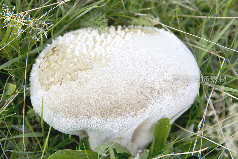 泡芙球蘑菇 - 卡尔瓦蒂亚乌特里菲斯